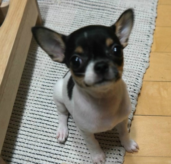 주디엘 이미지