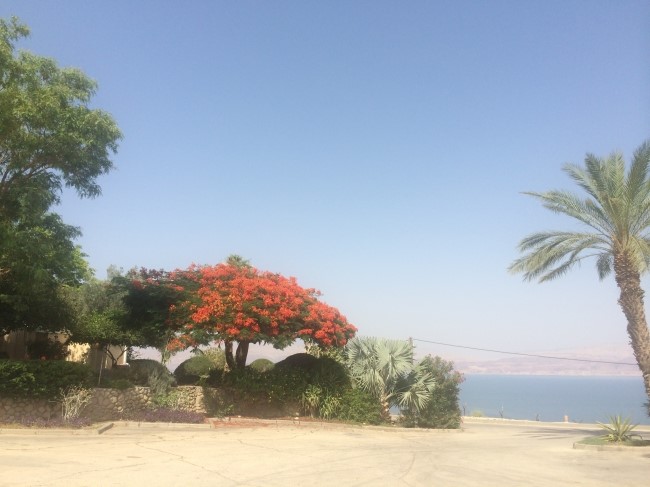 엔게디(Ein Gedi) 이미지