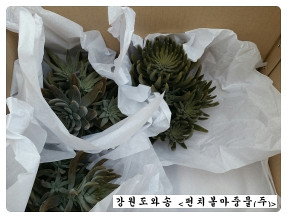 강원도와송 이미지
