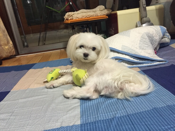 신전떡볶이 작전점 이미지
