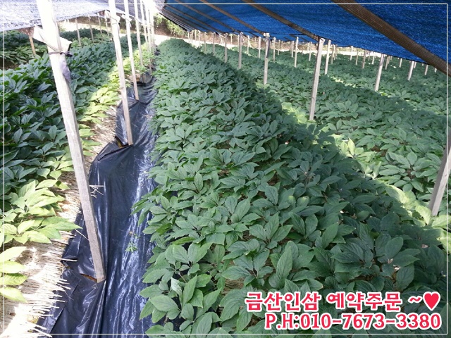 금산인삼직거래 이미지