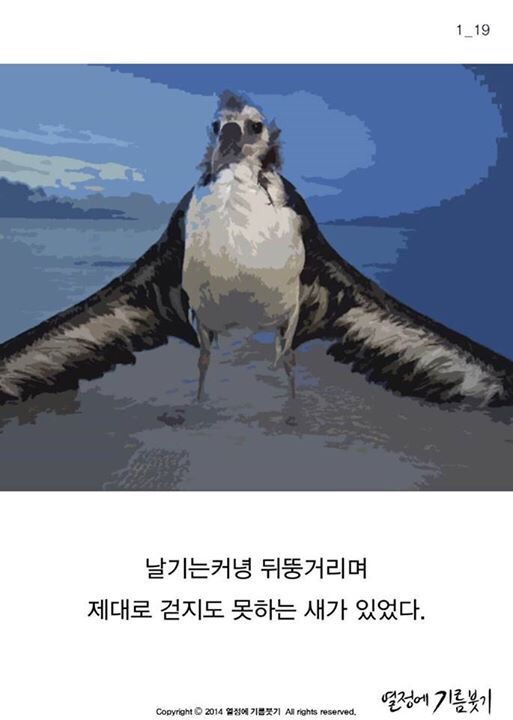 알바트로스 이미지