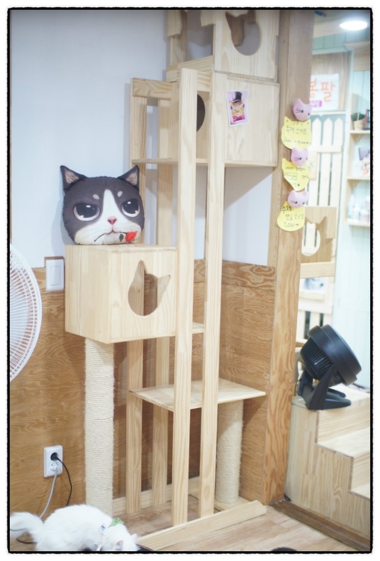 야옹아놀자 이미지