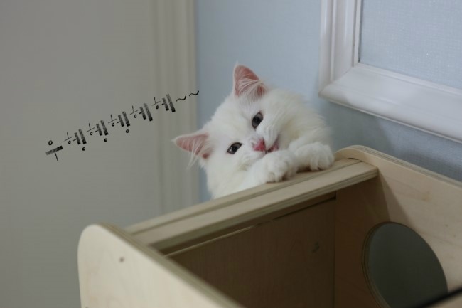꼬띠아르 이미지
