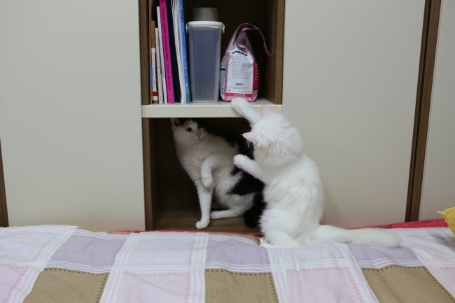 꼬띠아르 이미지