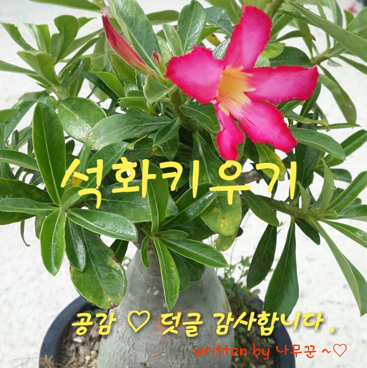 [다육식물] 사막의 장미 석화키우기, 석화 꽃말 : 네이버 블로그