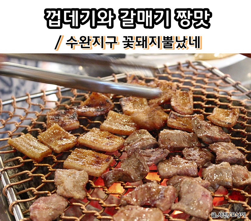 꽃돼지갈매기 이미지