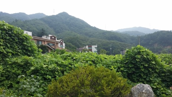 축령산 누룽지백숙 이미지