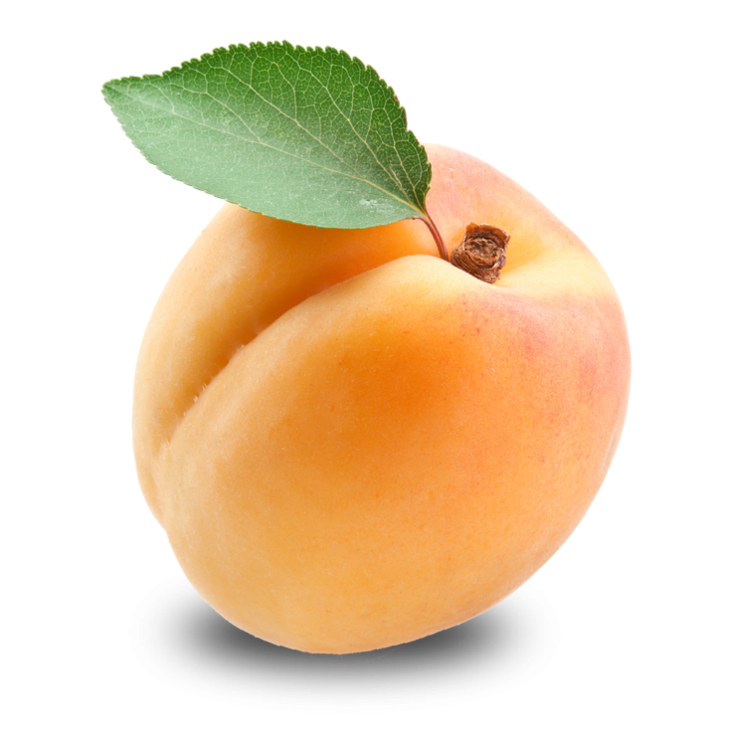 애프리코트(APRICOT) 이미지