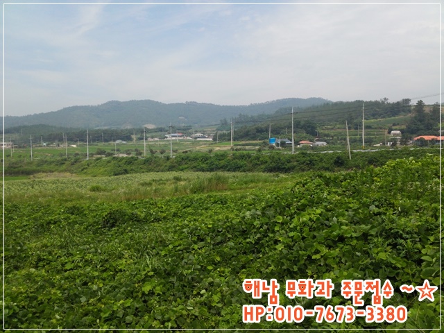 무화과한입 이미지