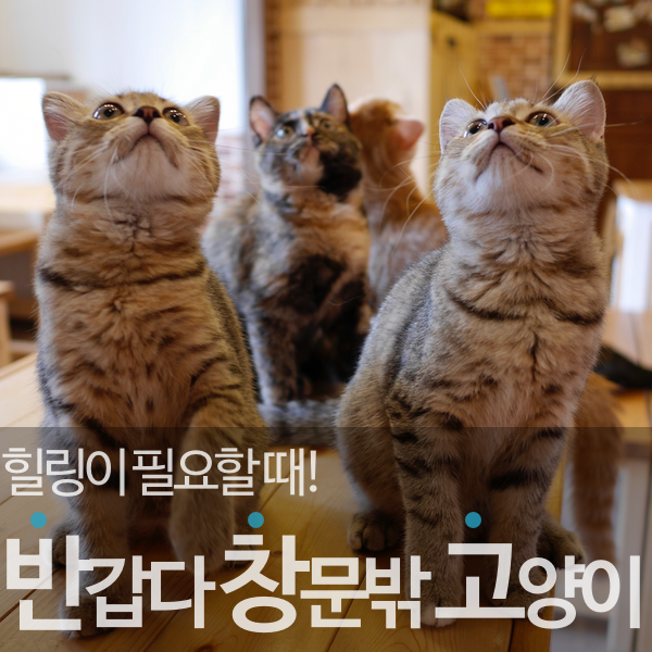 반갑다창문밖고양이 이미지
