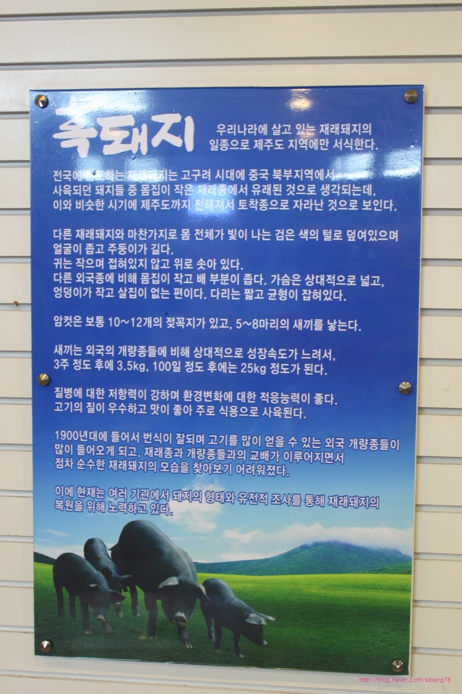 제주토종똥돼지 이미지
