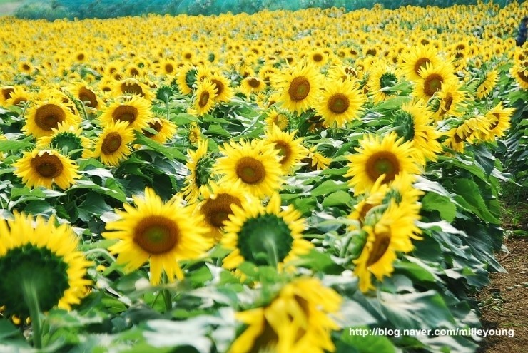(주)해바라기 이미지