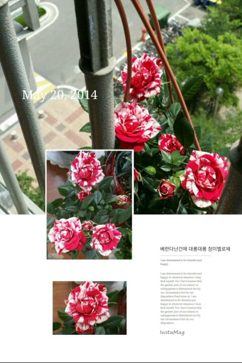 이베리스 이미지
