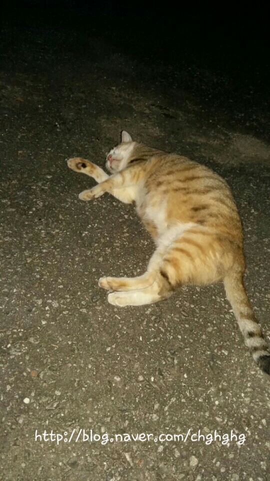 선매운탕 이미지