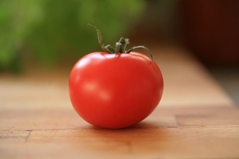 토마토연구소 이미지
