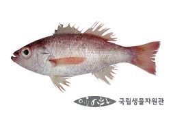 송학초밥 이미지
