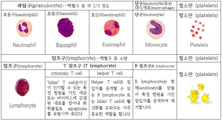 혈액의 구성과 혈액질환 : 네이버 블로그