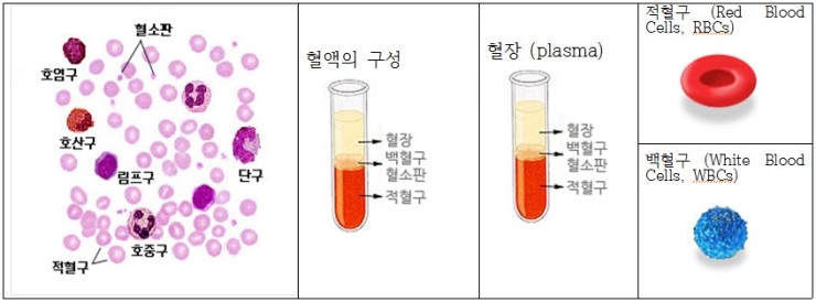 혈액의 구성과 혈액질환 : 네이버 블로그