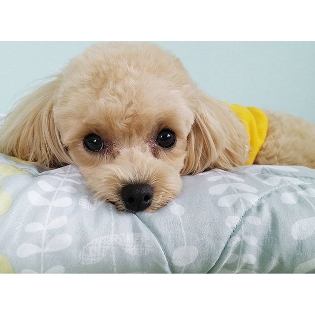 라온그램 이미지