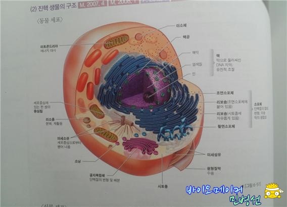 [생물학]현미경의 종류,구조,기능 및 세포의 길이 측정 : 네이버 블로그