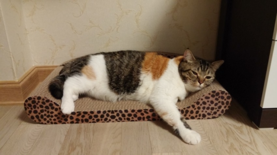 마이수리 이미지
