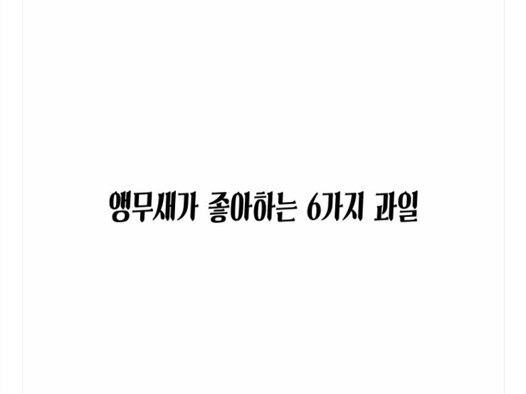 과일앵무새 이미지