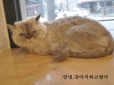 동글타코 이미지