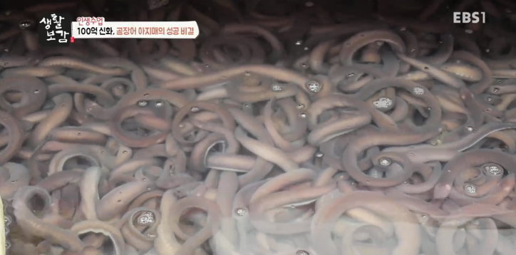 신화곰장어 이미지