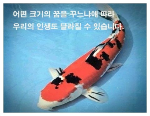 코이 이미지