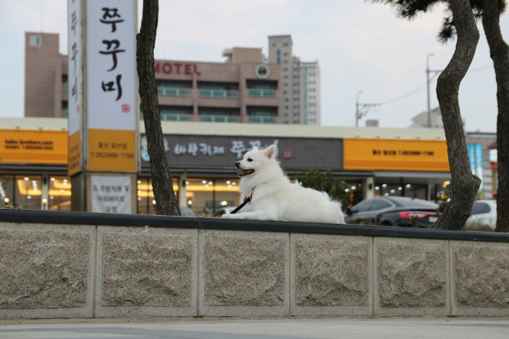 바보형제쭈꾸미 이미지