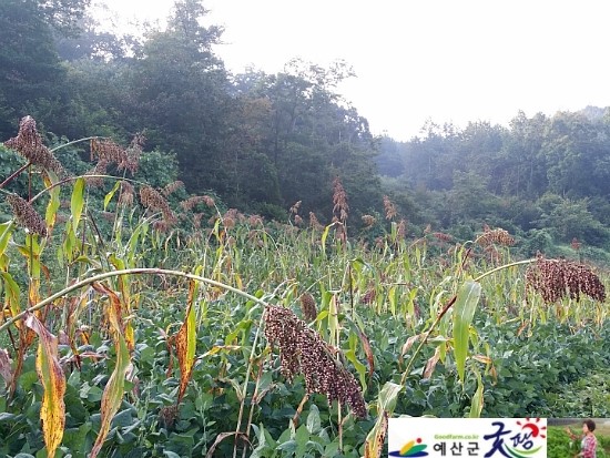 두란농장 이미지