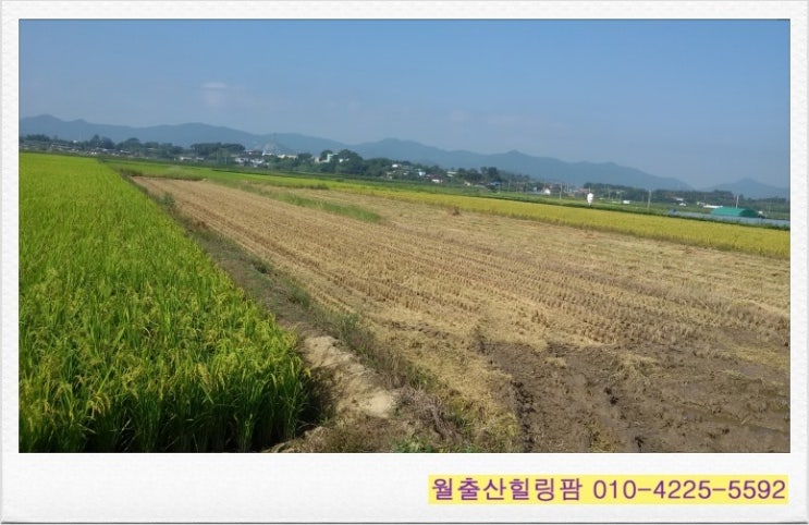 월출산힐링팜 이미지