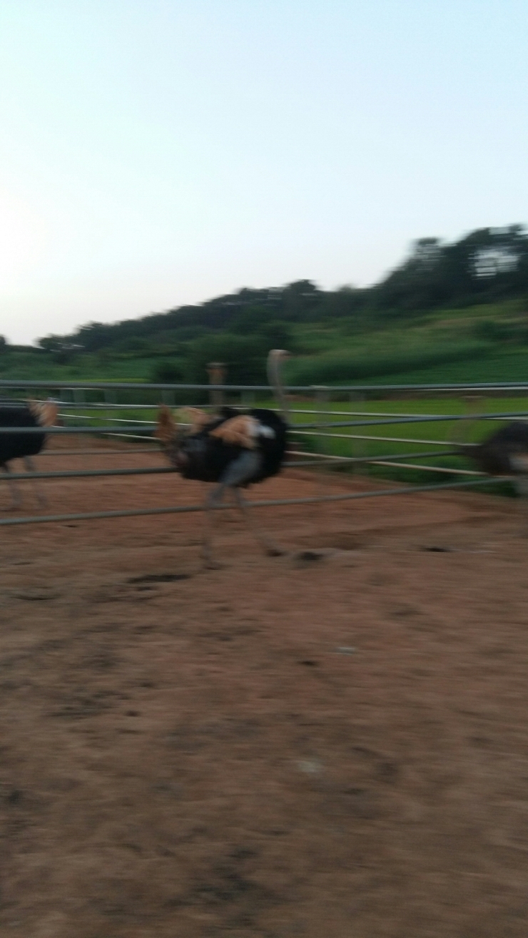엘림타조 이미지
