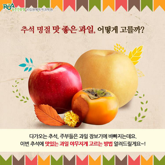 과일바빠 이미지