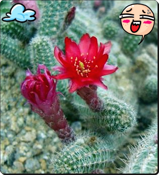 백단 이미지
