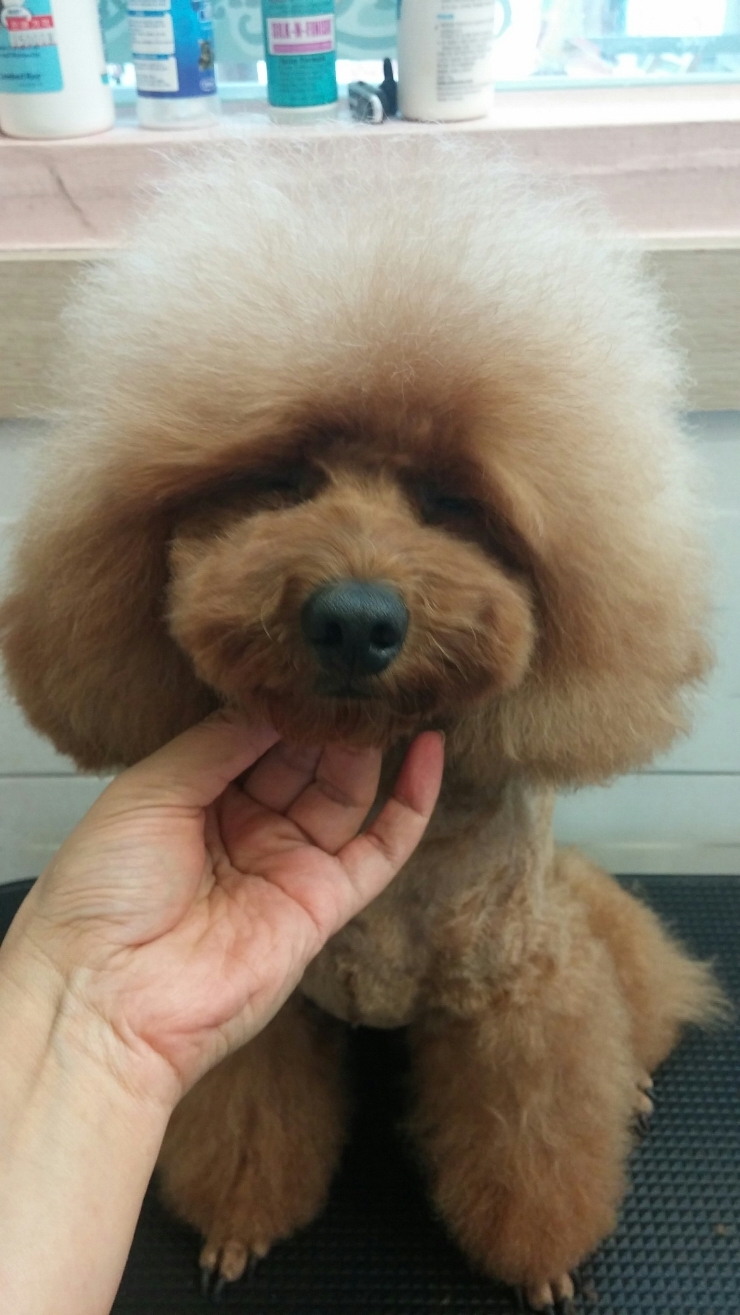 담비살롱 이미지