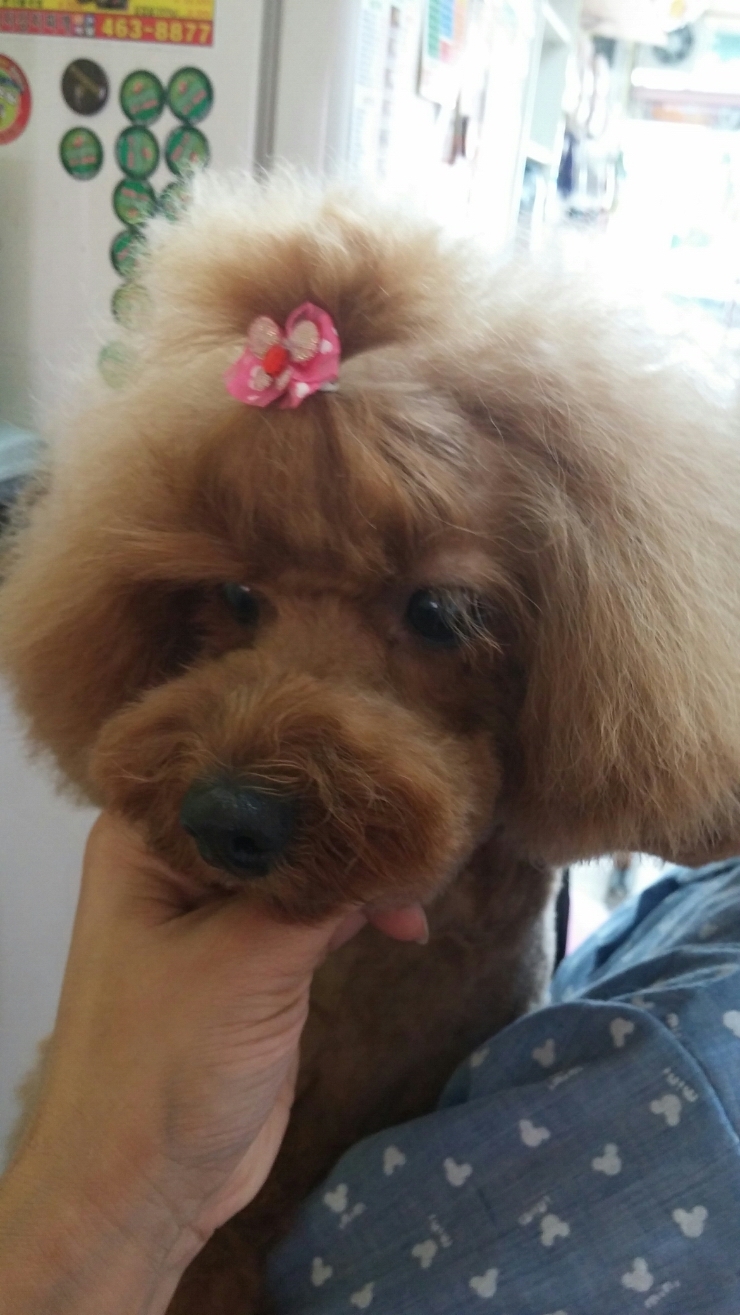 담비살롱 이미지