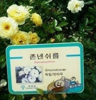 로쏘커피 이미지