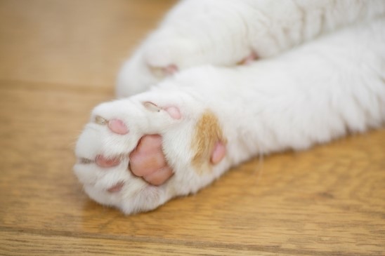 곰발바닥 이미지