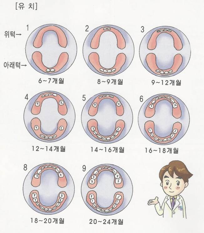 목동치아교정 - 유치 & 영구치 맹출순서★ : 네이버 블로그