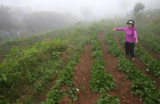 조내기고구마(주) 이미지