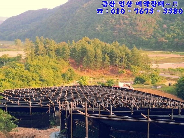 명성수삼 이미지