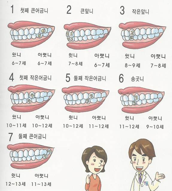 목동치아교정 - 유치 & 영구치 맹출순서★ : 네이버 블로그