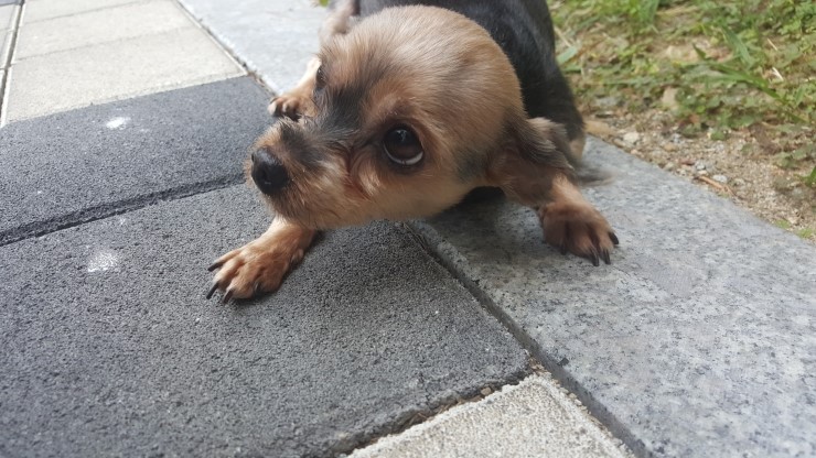 고모네집 이미지