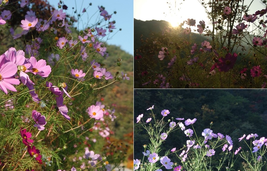 영월학산천마을 이미지