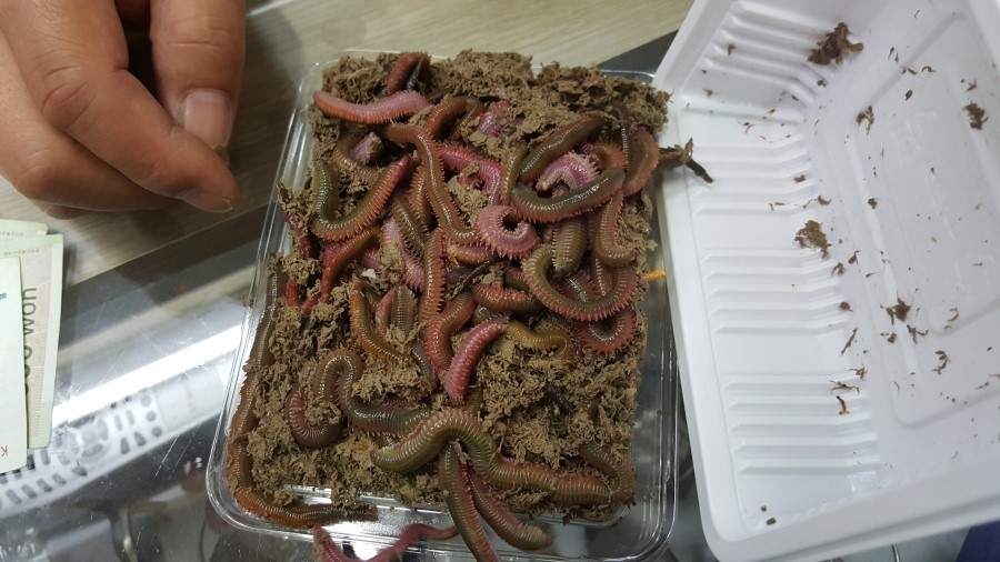 연석낚시 이미지