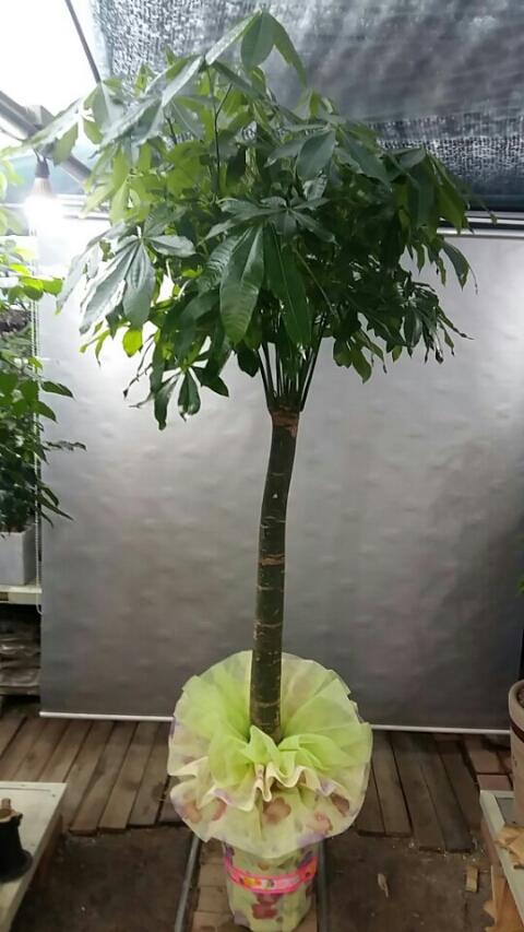 가람꽃집 이미지