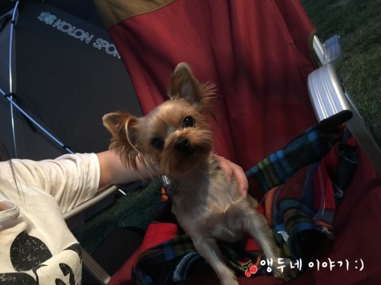 푸른새벽캠프장 이미지