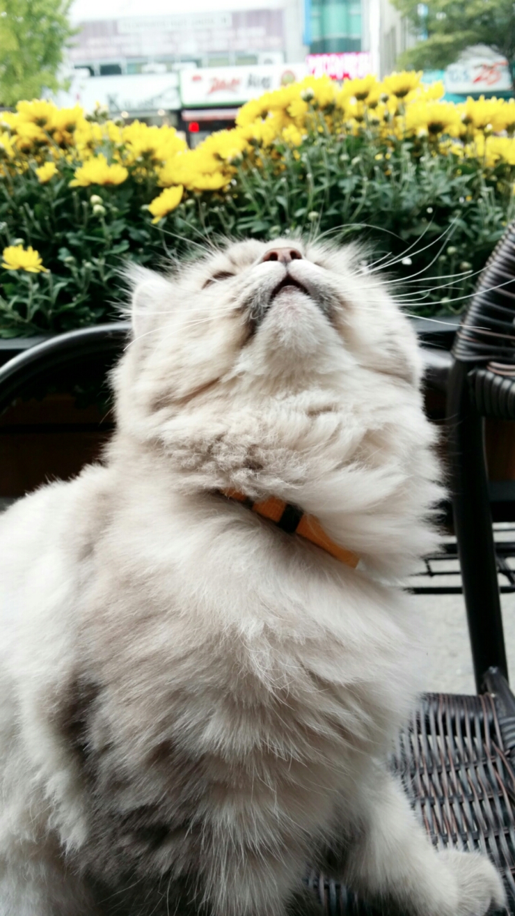 김집사 이미지